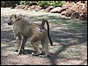 kenya0095.JPG