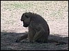 kenya0096.JPG