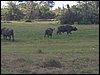 kenya0097.JPG