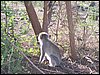 kenya0117.JPG