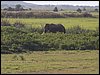 kenya0118.JPG