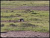 kenya0119.JPG