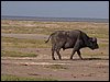 kenya0120.JPG
