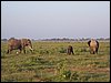 kenya0130.JPG