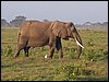 kenya0131.JPG