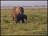 kenya0132.JPG