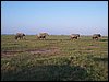 kenya0133.JPG