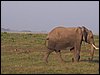 kenya0134.JPG