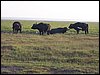kenya0135.JPG