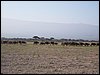 kenya0138.JPG