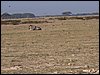 kenya0139.JPG