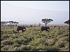 kenya0140.JPG