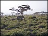 kenya0141.JPG