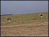 kenya0142.JPG