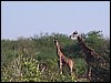 kenya0143.JPG
