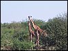 kenya0144.JPG