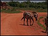 kenya0146.JPG
