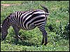 kenya0147.JPG