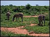 kenya0148.JPG