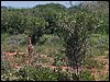 kenya0150.JPG