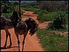kenya0158.JPG
