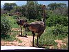 kenya0159.JPG