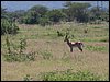 kenya0161.JPG