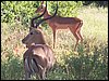 kenya0163.JPG