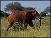 kenya0164.JPG