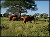 kenya0165.JPG