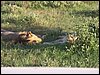 kenya0169.JPG