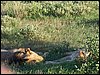 kenya0170.JPG