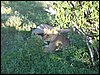 kenya0174.JPG