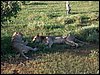 kenya0176.JPG