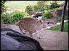 kenya0186.JPG
