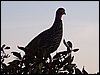 kenya0188.JPG