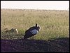 kenya0190.JPG