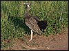 kenya0191.JPG