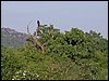 kenya0192.JPG