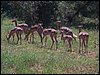 kenya0202.JPG