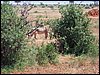 kenya0210.JPG