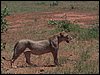 kenya0211.JPG