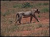 kenya0212.JPG