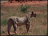 kenya0213.JPG