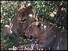 kenya0215.JPG