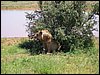 kenya0217.JPG