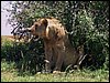 kenya0218.JPG