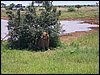 kenya0219.JPG