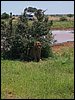 kenya0221.JPG