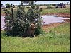 kenya0222.JPG